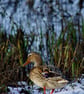 Brrr: One Cold Duck Greeting Card - Image 1