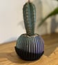 Contemporary Bicolour Mini Pot for Cactus and Small Plants