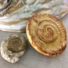 Ammonite  Imprint Brooch