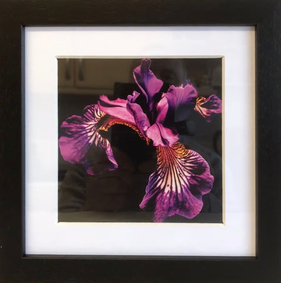 Framed Photographic Greetings Card - Iris Flower