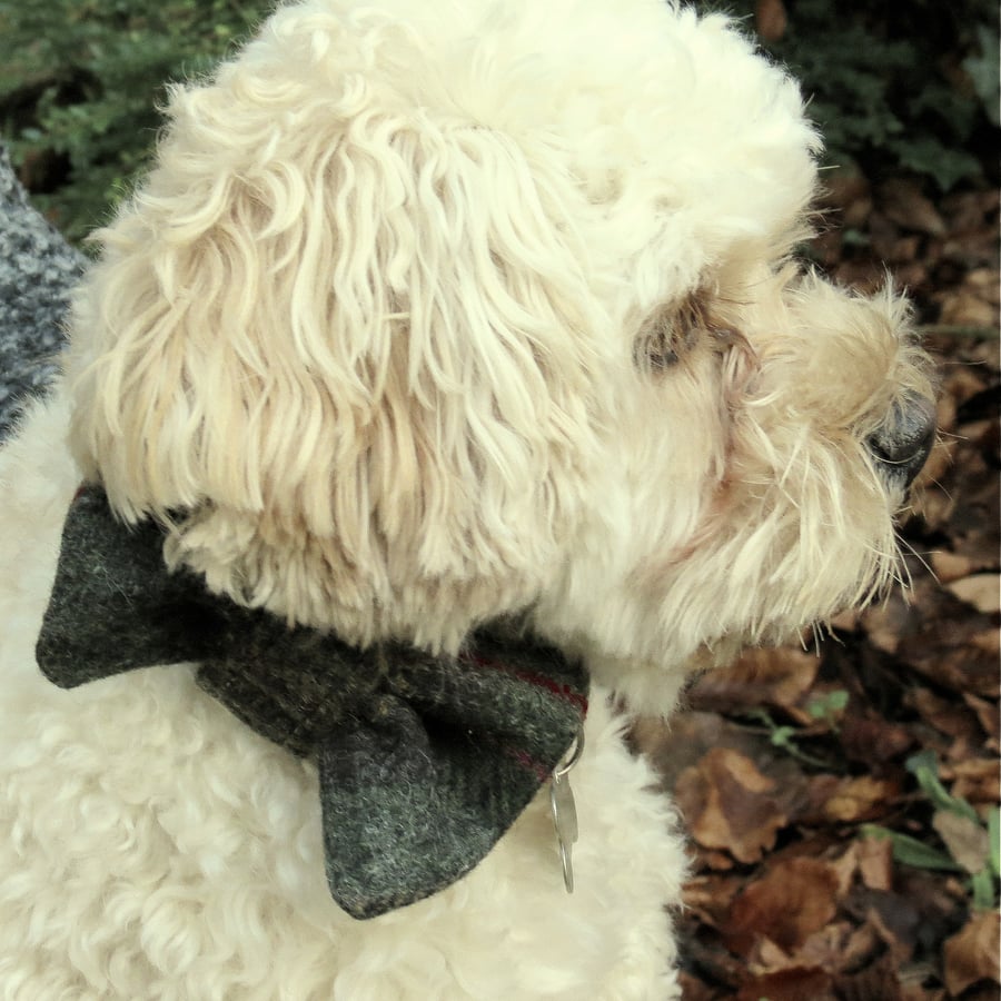 A dog bow tie, made from a tartan wool.  Dog neckwear.