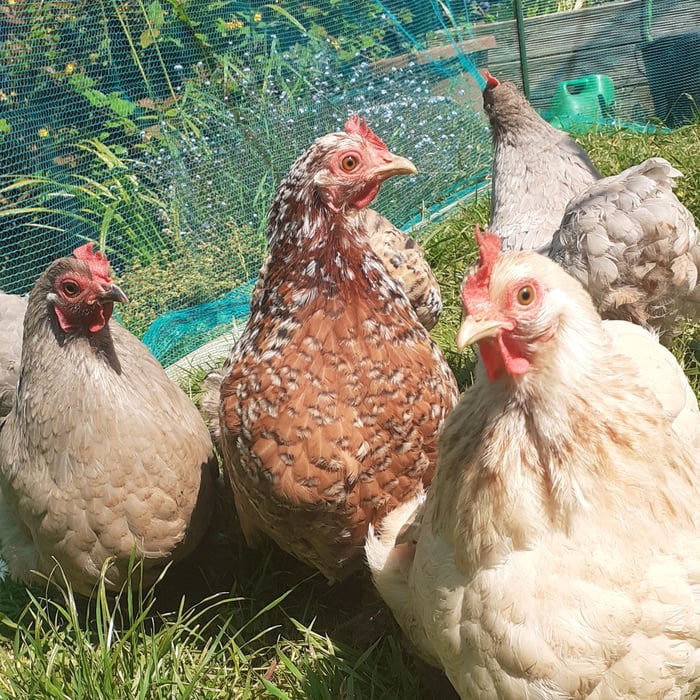 Charlotte's Roost