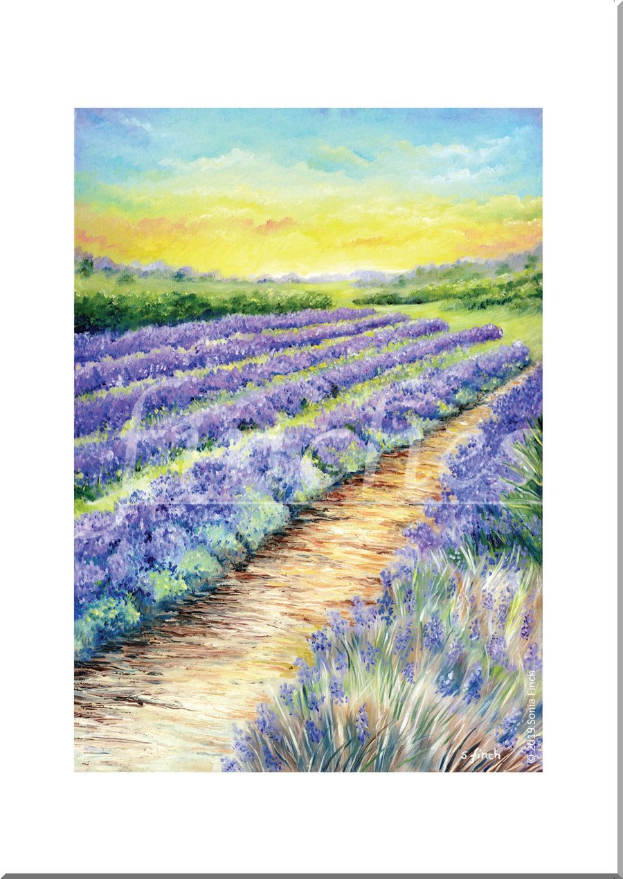 Lavender Fields of Kent - Blank Greeting Card