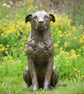 Sitting Crossbreed Dog Statue Large Bronze Resin Garden Sculpture - Image 2