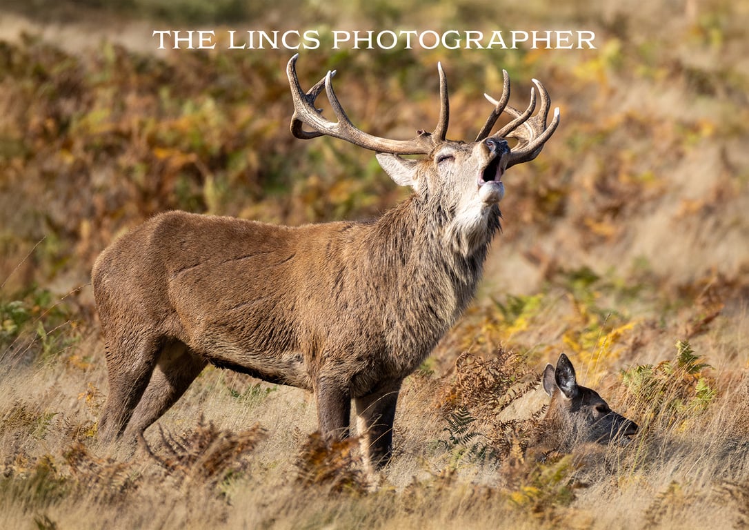 Red Stag print (Limited edition of 10)