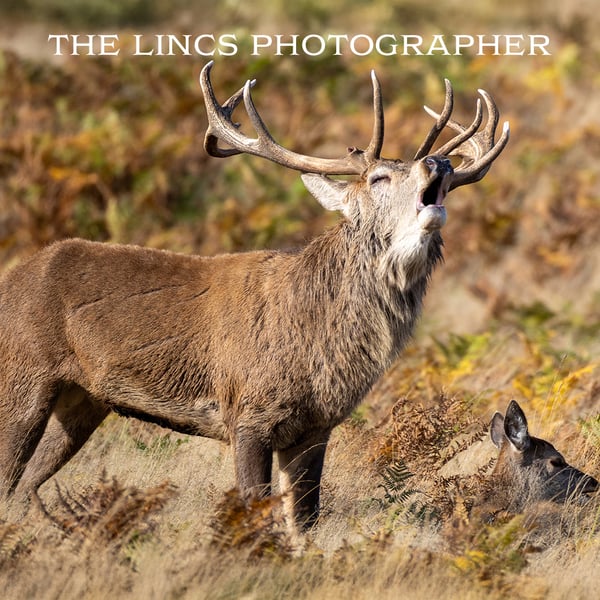Red Stag print (Limited edition of 10)