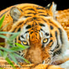 Exclusive Handmade Tiger Tiger Greetings Card