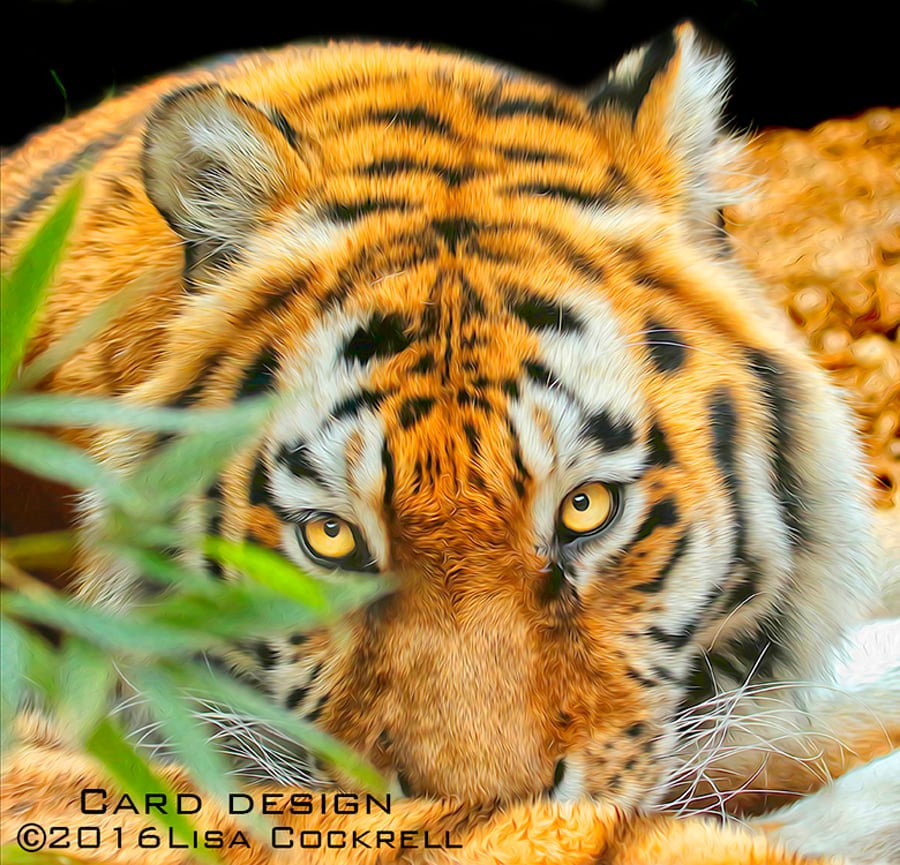 Exclusive Handmade Tiger Tiger Greetings Card