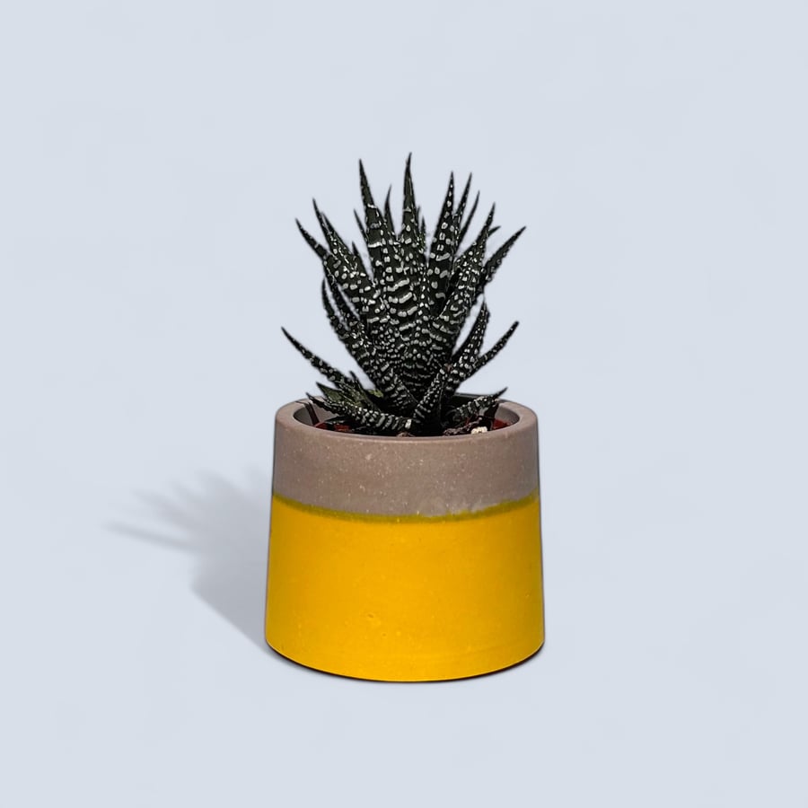 Small Yellow and Stormy Taupe Plant Pot - 7.5 cm Two Tone Mini Succulent Pot