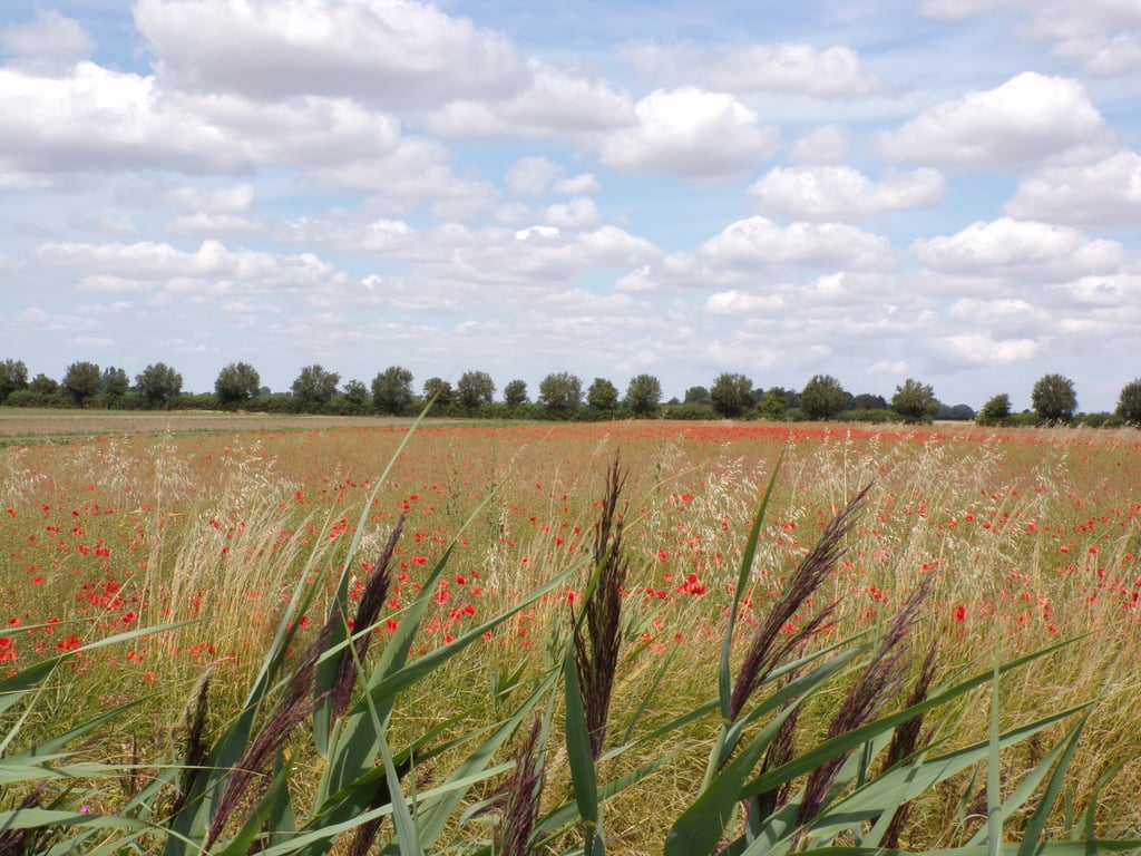 A5 Greeting Card Poppy Field 