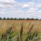 A5 Greeting Card Poppy Field 