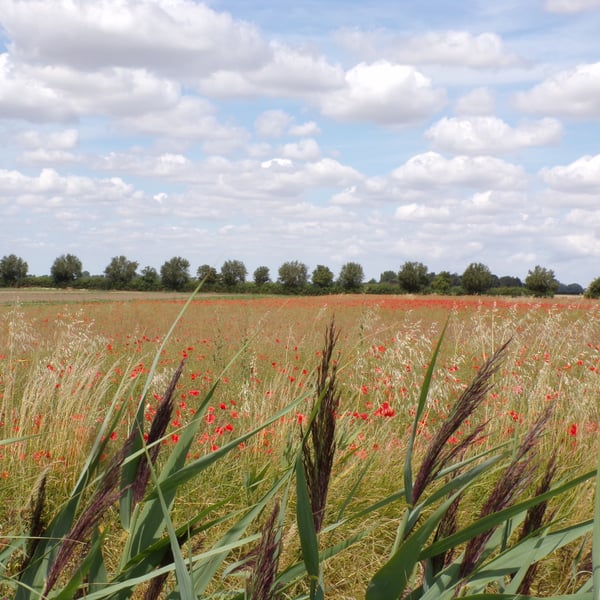 A5 Greeting Card Poppy Field 
