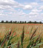 A5 Greeting Card Poppy Field 