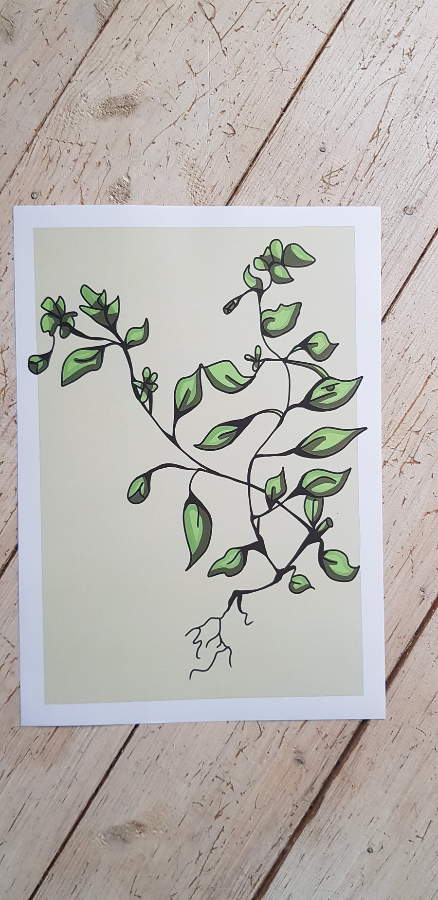 Chickweed - A4 print with border