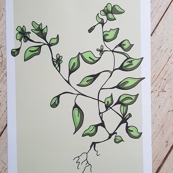 Chickweed - A4 print with border
