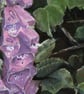  ORIGINAL - Foxglove - Image 6
