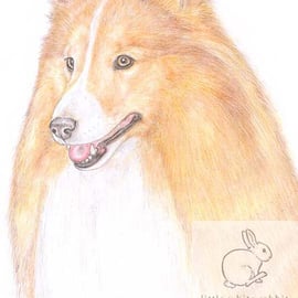 Bonnie the Shetland Sheepdog - Blank Card