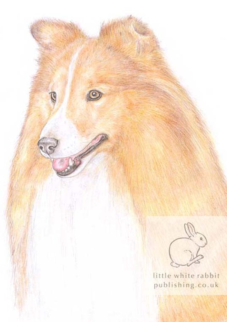 Bonnie the Shetland Sheepdog - Blank Card