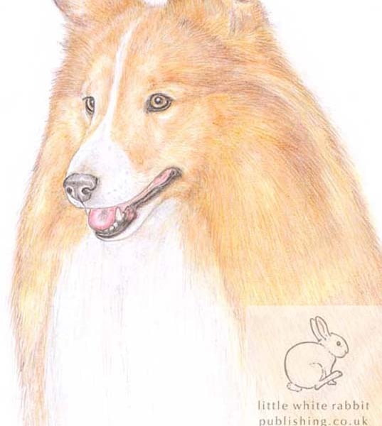 Bonnie the Shetland Sheepdog - Blank Card