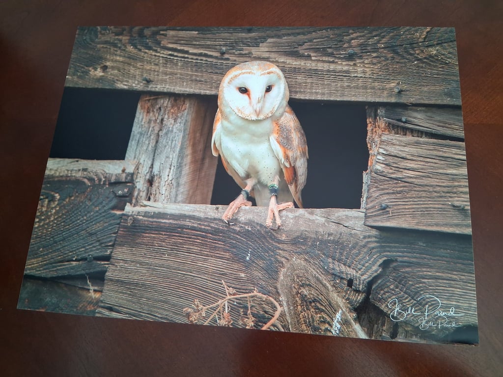 BARN OWL SAT IN PLANKS OF WOOD PHOTOGRAPH 16x12