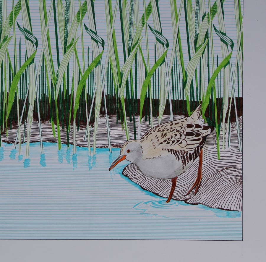 Limited edition and signed Giclee print of 'Water rail' by Ann-Marie Ison. 