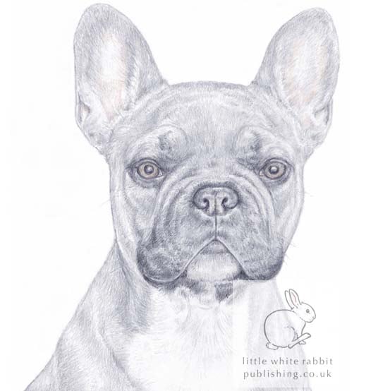 Barney the French Bulldog - Blank Card