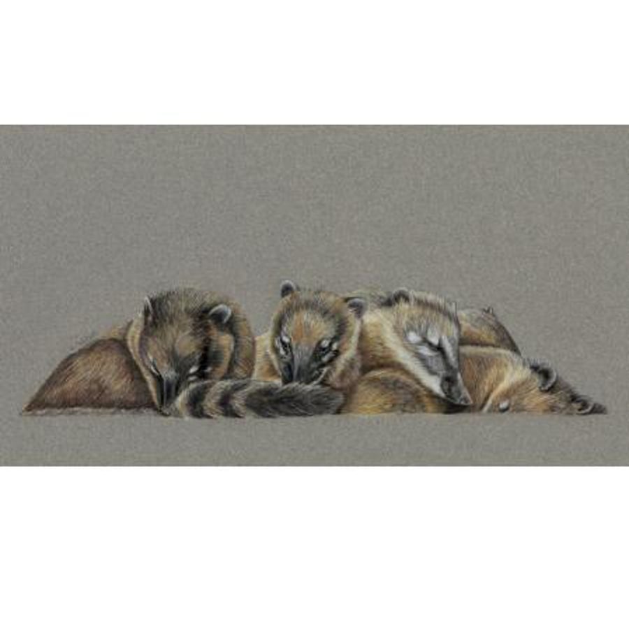 Coati Cuddle Fine Art Print