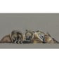 Coati Cuddle Fine Art Print - Image 1