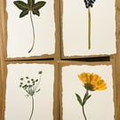Real Pressed Flower Cards - set of four