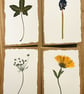 Real Pressed Flower Cards - set of four