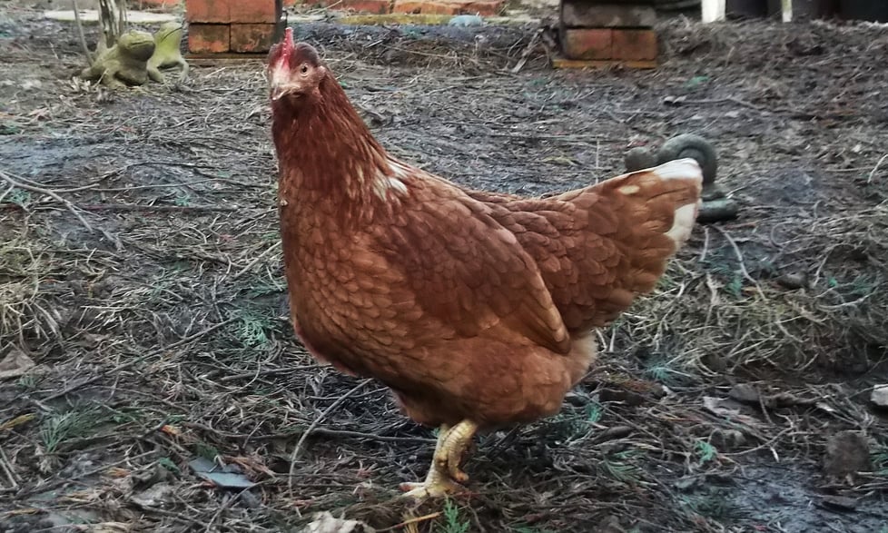 Glorious Hens! 