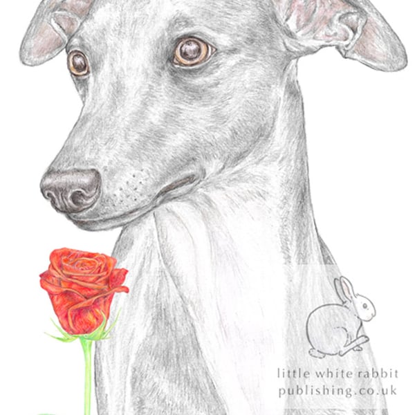 Jim the Whippet - Valentine Card