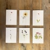 Set of 6 flower cards