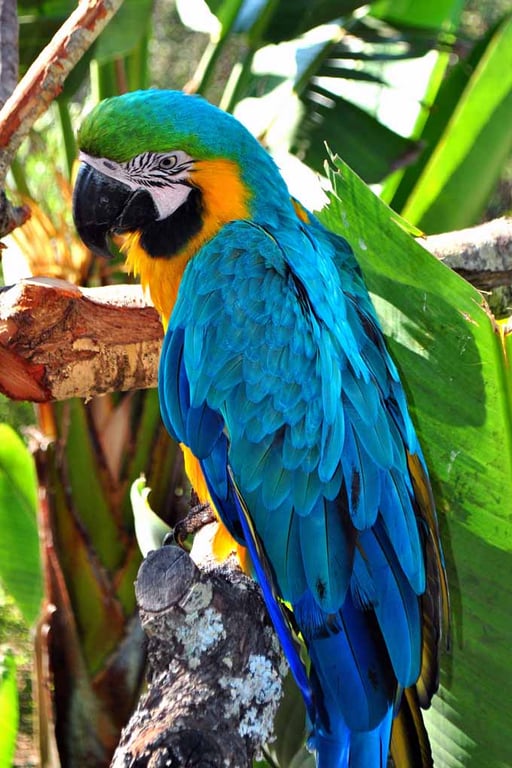 Macaw Parrot Yellow And Blue Bird 12"x18" Print