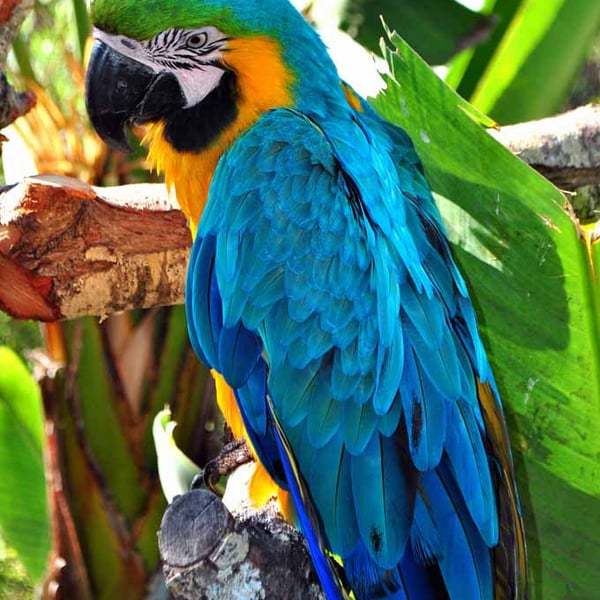 Macaw Parrot Yellow And Blue Bird 12"x18" Print