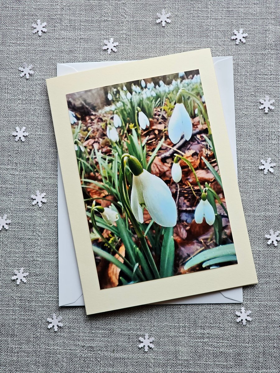 Ground Level View of Snowdrops Large Blank Photo Card Size 7" x 5"