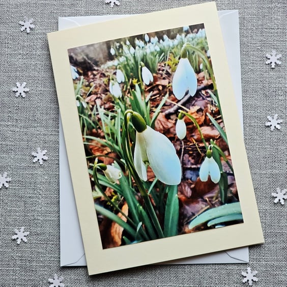 Ground Level View of Snowdrops Large Blank Photo Card Size 7" x 5"