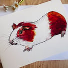 Guinea Pig Card 