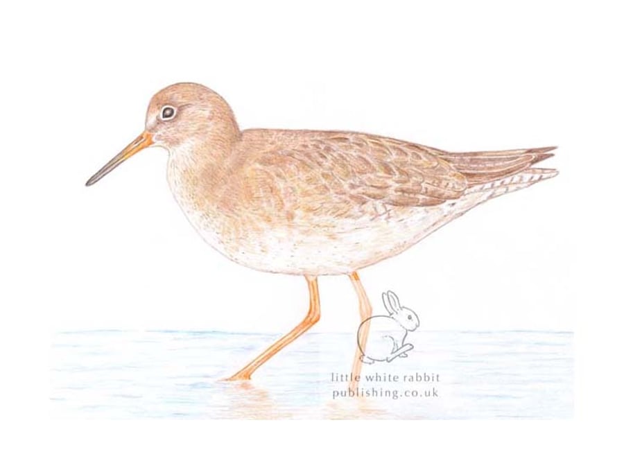 Redshank - Blank Card