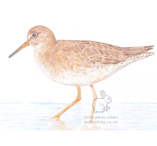 Redshank - Blank Card