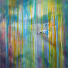 Kingfishers over the River Ouse 