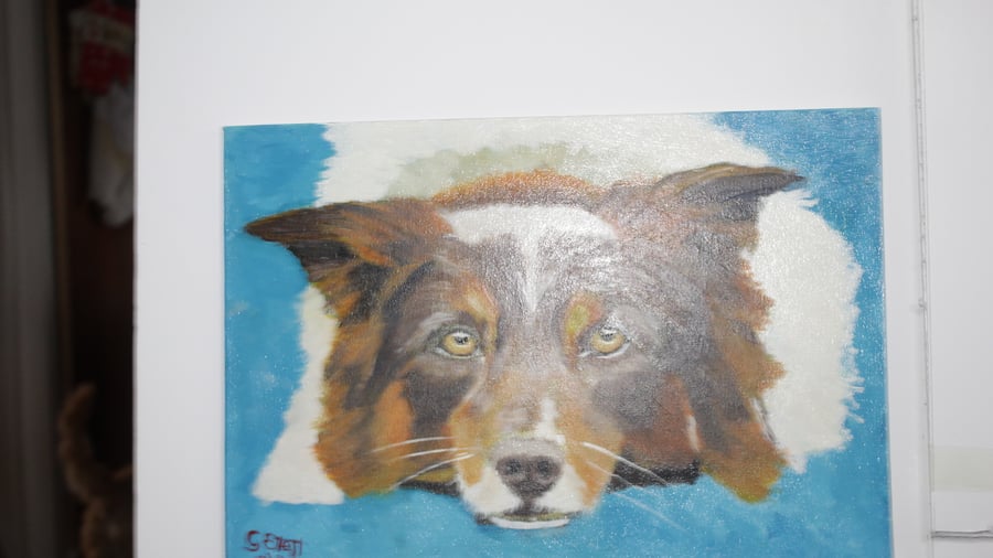 brown boarder collie