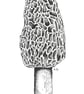 Black & White Botanical Morel Mushroom Art Print Hand-Drawn A5 Illustration - Image 7