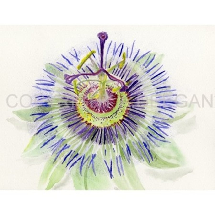 Passion flower