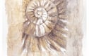 100 ammonites etching project