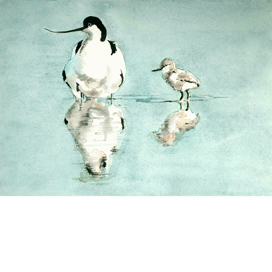 Avocet and young chick. Original watercolour.