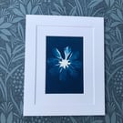 Art, Botanical print, Cosmos flower in Cyanotype original