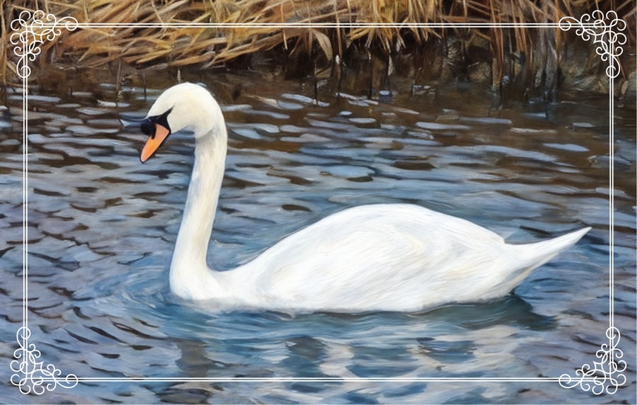 Swan Winter Time Norfolk Greeting Card A5