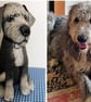 Dog Keepsakes 