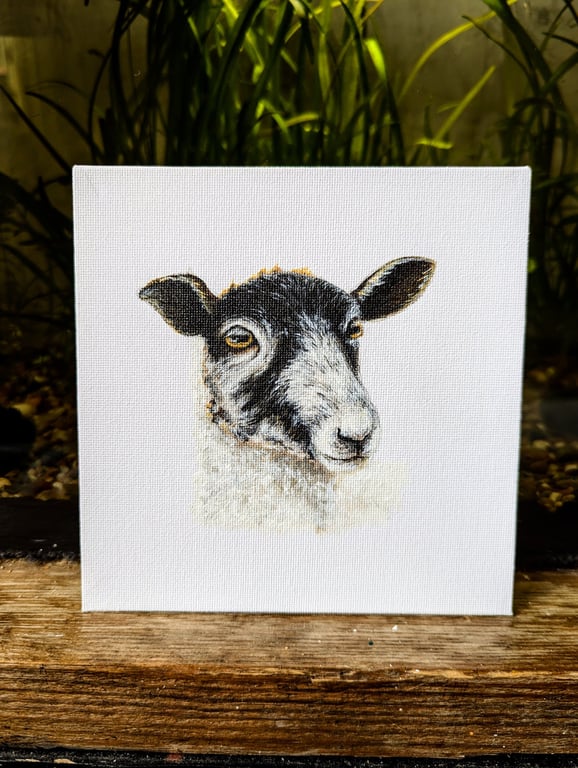 Mule Ewe Lamb Acrylic Portrait Painting 